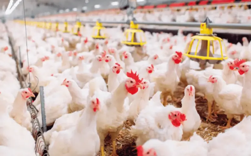 هبوط أسعار الدواجن اليوم في مصر وتراجع البانيه والبيض مع زيادة المعروض